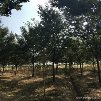 苗圃基地供应精品榉树 榉树规格齐全 量大优惠 榉树基地 榉树批发 榉树价格