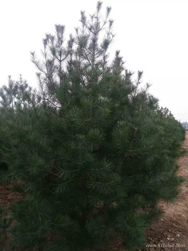 洛阳崇明花木生态园  白皮松种植基地  精品3.5m白皮松