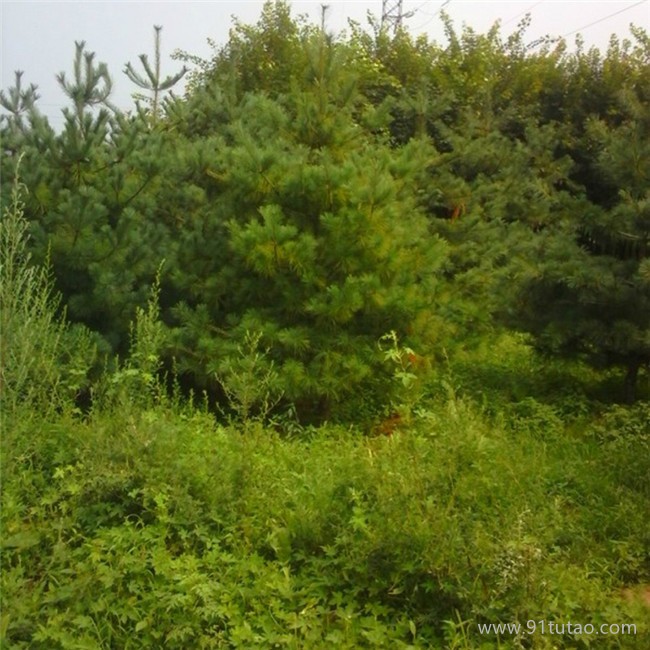 白皮松基地直销发货 采购白皮松 白皮松价格 景松园林 基地直销