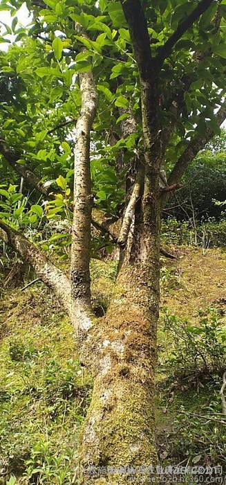 供应大桂花树绿化树风景树庭荫树金桂桂花四季桂米径30厘米