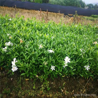 福建四季桂小苗价格