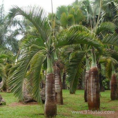 江苏 棕榈大量直销棕榈 绿化苗木 园林棕榈 大型苗木 大棕榈苗 棕榈类植物