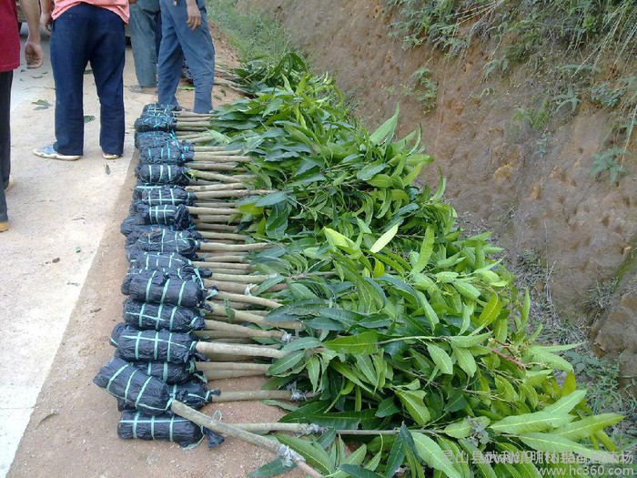 供应芒果台农一号台农一号芒果苗金煌红贵妃四季芒