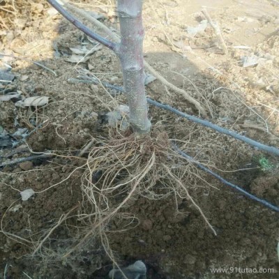 苹果苗供应价格锦绣海棠苹果苗均果