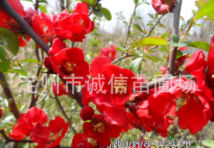 北京各种规格海棠 西府海棠；海棠果；大棵贴梗海棠绿化苗木
