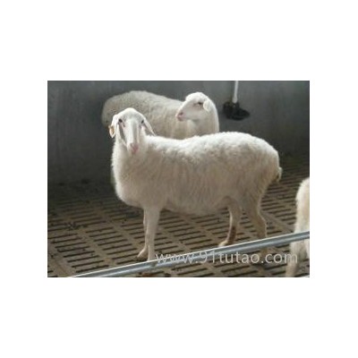 贵州省石阡县供应湖羊种羊/肉羊/羔羊/酱香羊肉/新鲜羊肉