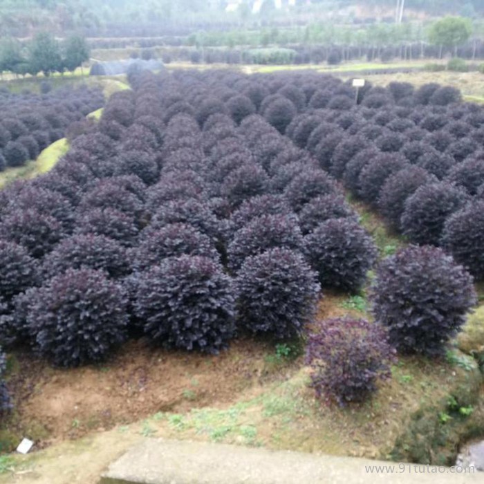 丰花月季花苗 绿化苗木  苗木  厂家直销【丰花月季花苗、月季花的价格及批发、基地】