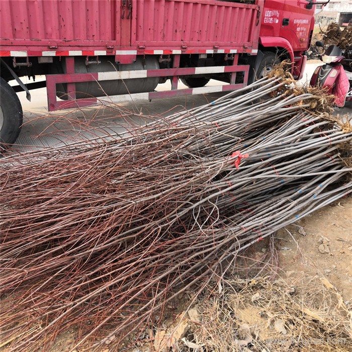 百禾   红枫_北美红枫_三季红红枫_美国红枫_日本红枫