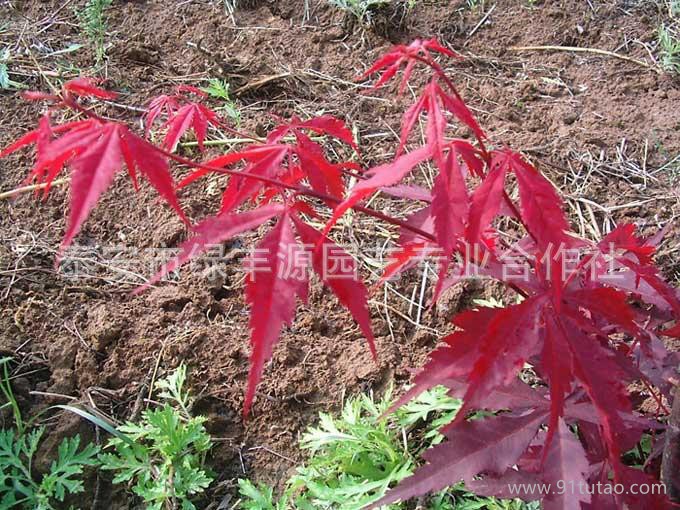 绿丰源低价促销规格齐全日本红枫 庭院防护绿化用日本红枫 价格低