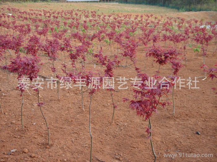 大量日本红枫 发芽率高日本红枫 价格低日本红枫 价格实惠