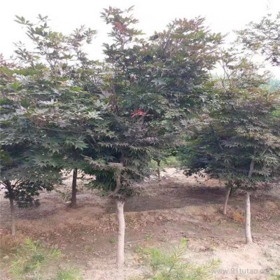 8公分日本红枫 小区绿化专用 10公分日本红枫价格 规格齐全 五棵松