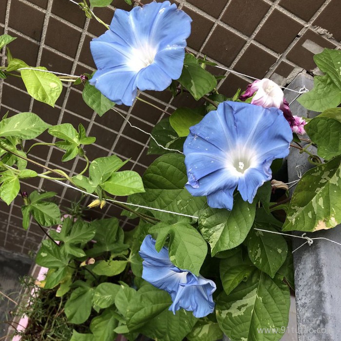 现货供应 牵牛花种子 优质观赏花卉品种 牵牛花种子 花籽发芽率高