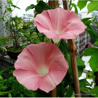 批发牵牛花种子 攀援植物 开花种子 庭院绿化