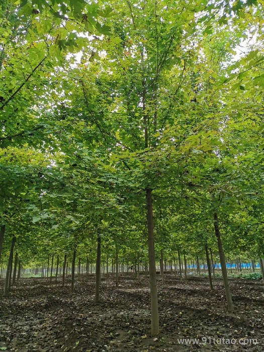 泰和苗木大量供应 红枫  美国红枫 日本红枫  秋火焰  红点   价格