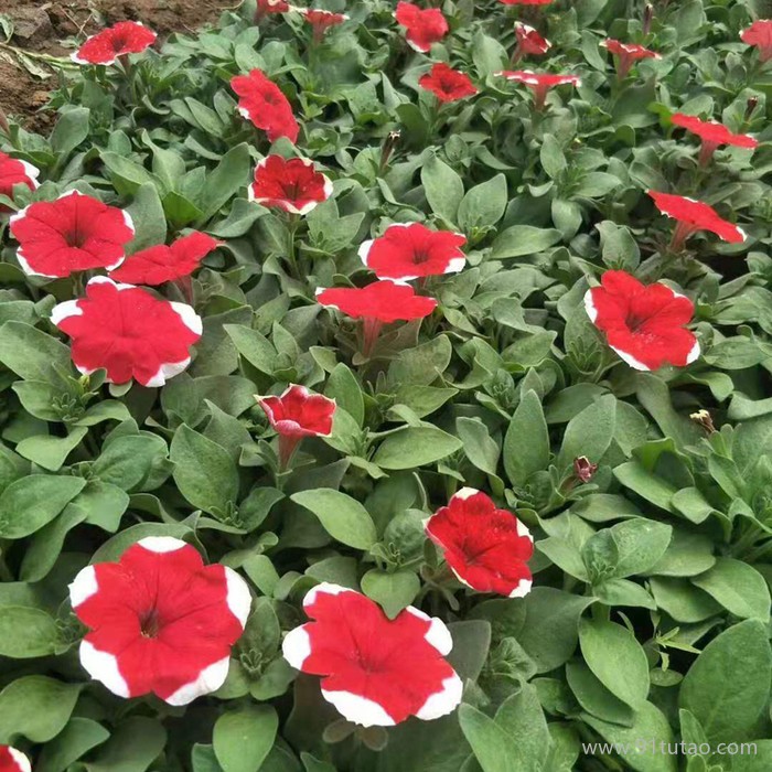 鸿志园艺 牵牛花喇叭花各种颜色牵牛花