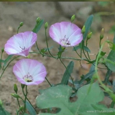 洪业  牵牛花  牵牛花批发  花卉培育基地  牵牛花植株  花坛填充花种