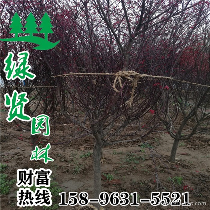 江苏红枫基地大量供应精品红枫 品种齐全  专业种植红枫  红枫低价批发采购