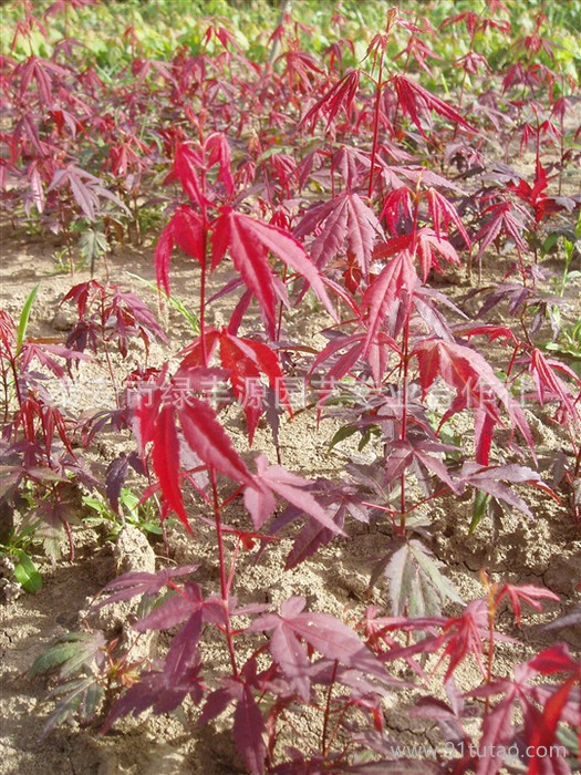 热卖造型独特日本红枫 湿地绿化用日本红枫 日本红枫