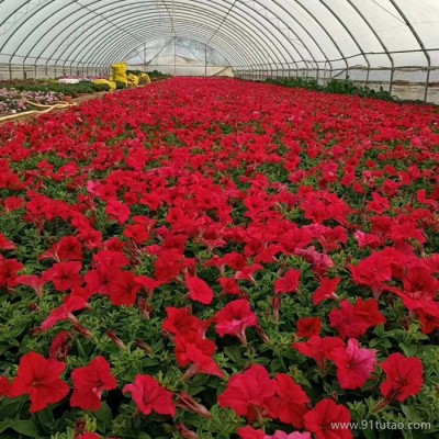 牵牛 苗木基地 花海工程批发 绿化工程 牵牛花