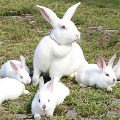 德利牧业  獭兔兔苗批发 种兔 兔苗 基地