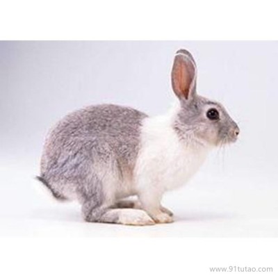 德利牧业  獭兔养殖场 兔苗 兔苗 价格