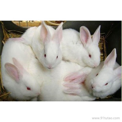 德利牧业  獭兔肉兔批发 兔苗 兔苗 价格