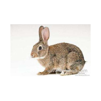 德利牧业  小型獭兔 种兔 种兔 基地