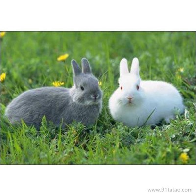 德利牧业  獭兔兔肉兔 肉兔 兔苗 价格