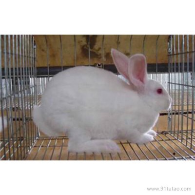 德利牧业  獭兔兔肉兔 兔苗 种兔 厂家