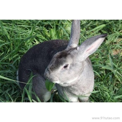 德利牧业  獭兔种兔批发 兔苗 兔苗 基地