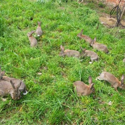德利牧业  杂交野兔种兔 肉兔 肉兔 养殖场
