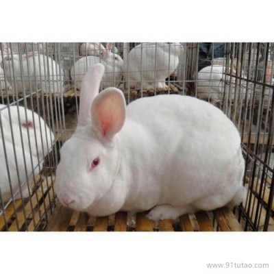 德利牧业  獭兔肉兔价格 种兔 种兔 价格