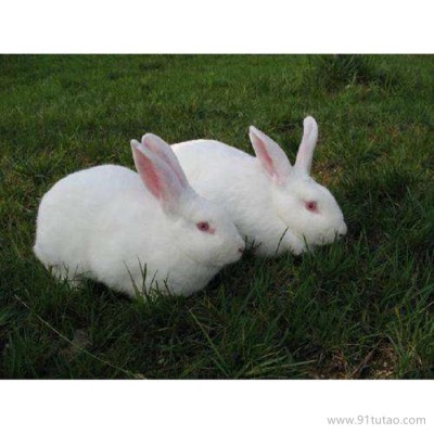 德利牧业  兔苗 种兔 肉兔 养殖场