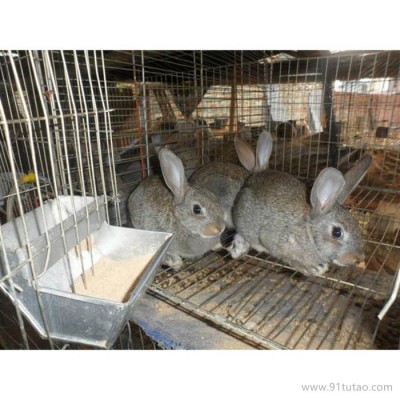 德利牧业  獭兔兔肉兔 种兔 肉兔 价格