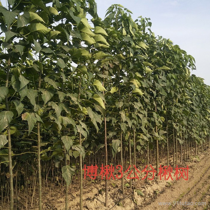 博楸园林楸树小苗种植季节 裸根楸树  精品楸树价格