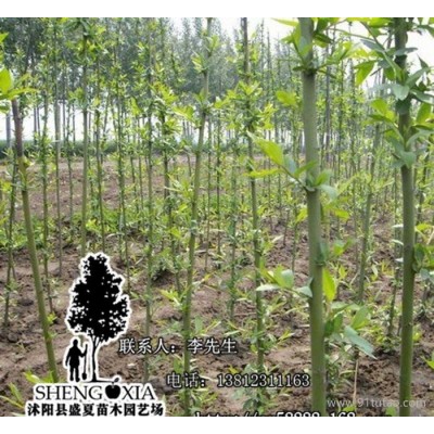 直销基地苗 竹柳苗直销 美国竹柳树苗 速生柳树 竹柳小苗 护树