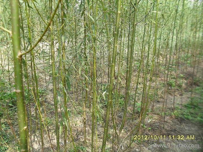 供应华隆6美国竹柳的种植