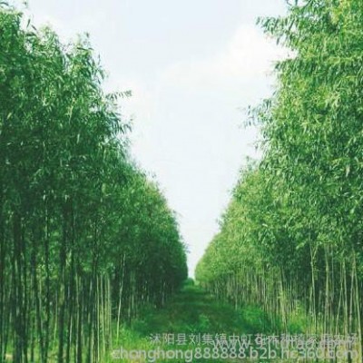 优质美国竹柳价格优惠