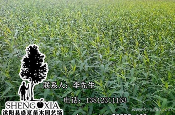 优质速生柳树 美国竹柳 竹柳小苗价格优惠 竹柳小苗栽培技术