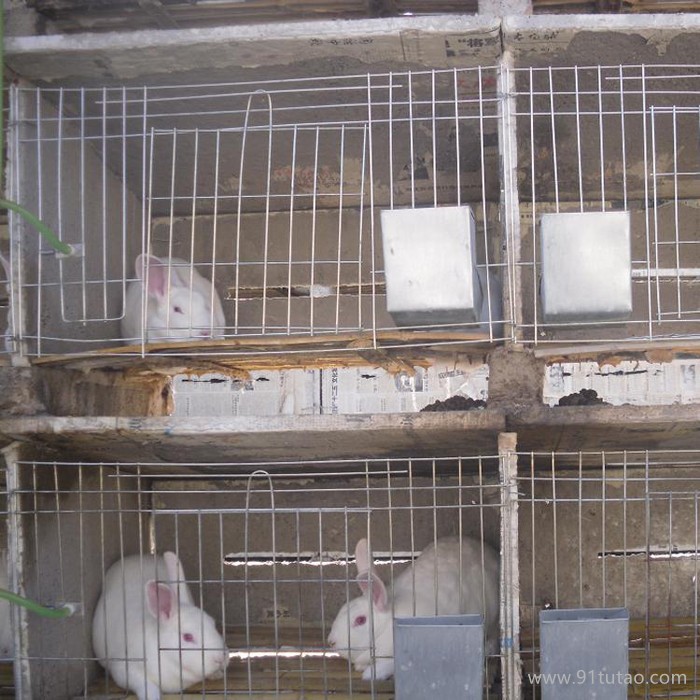 质保笼具  厂家直销 质优价廉子母兔笼 养殖 兔笼 可来样定做兔笼 养殖笼 镀锌兔笼