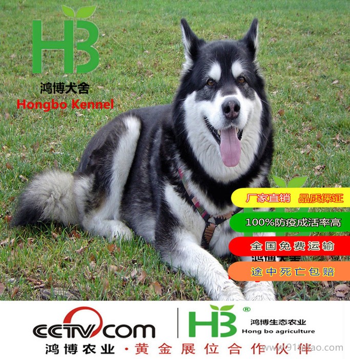 巨熊阿拉斯加幼犬销售价格 熊版阿拉斯加出售 山东省阿拉斯加养殖