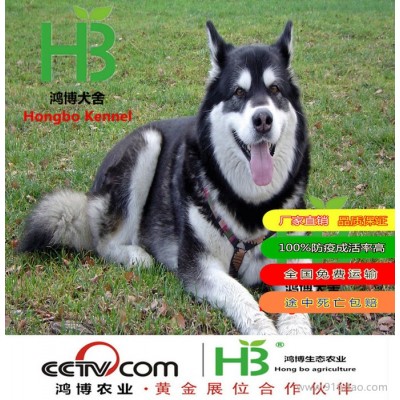 巨熊阿拉斯加幼犬销售价格 熊版阿拉斯加出售 山东省阿拉斯加养殖