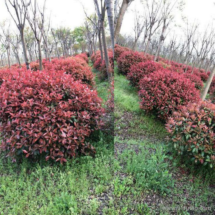 【新之圣苗木】 红叶石楠球 红叶石楠球报价 红叶石楠球批发 西安红叶石楠球种植基地