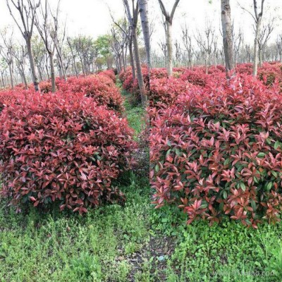 红叶石楠球基地 精美红叶石楠球 红叶石楠球批发 优质红叶石楠球