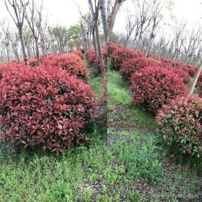 鞍山红叶石楠苗圃 红叶石楠报价 红叶石楠批发 厂家批发红叶石楠