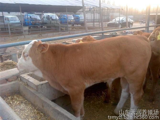 中国肉牛网 中国牛苗网 中国优质牛网 中国牛犊网
