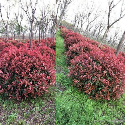 咸宁红叶石楠小苗基地 红叶石楠小苗报价 红叶石楠小苗批发 厂家批发红叶石楠小苗