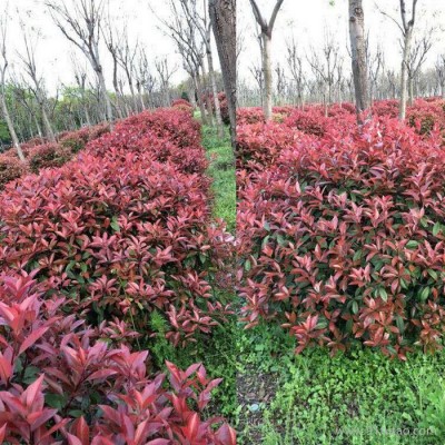 洛阳红叶石楠种植基地 红叶石楠价格 红叶石楠批发 厂家批发红叶石楠