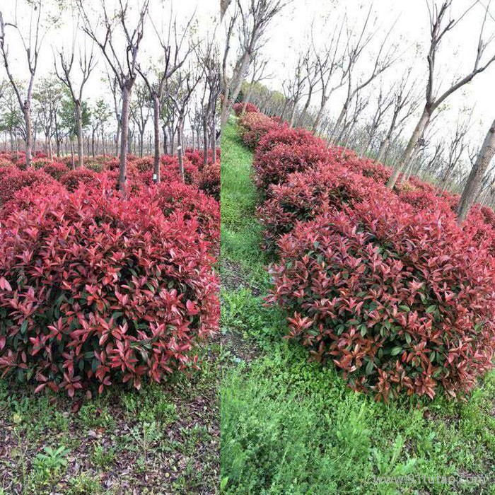 红叶石楠球 红叶石楠球基地 红叶石楠球种植基地 红叶石楠球批发 批发红叶石楠球