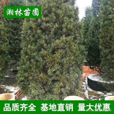 批发塔形罗汉松 塔家植物园林工程绿化 规格齐全 量大优惠